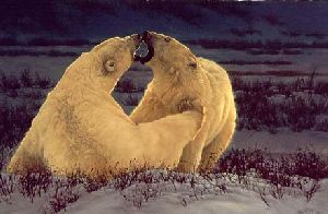 Polar Attraction - polar bears by Greg Beecham