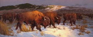 Feeding Through - Bison by wildlife artist Greg Beecham