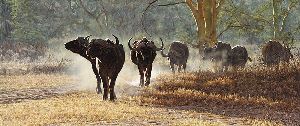Drought - Dust and Danger - Cape Buffalo by Simon Combes