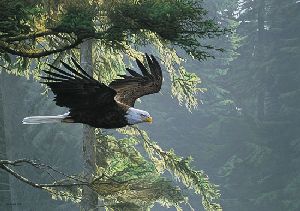 Forest Flight - Bald Eagle by wildlife artist Ron Parker
