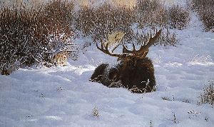 First Light - moose by wildlife artist Tucker Smith
