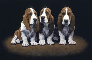 Basset Hound Pups by John Weiss