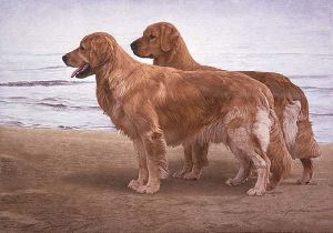 Goldens at the Shore by John Weiss