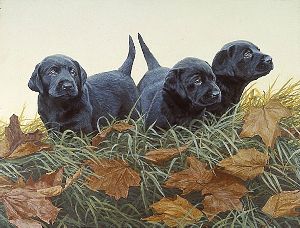 Lab Puppies by John Weiss