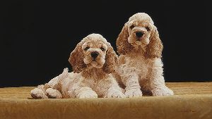 Cocker Spaniel Puppies by John Weiss
