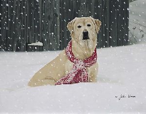 Cold Nose Warm Heart by John Weiss