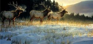Elk Ridge by wildlife artist Nancy Glazier