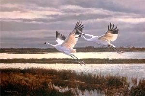 Winter Sanctuary - Whooping Cranes by wildlife artist Matthew Hillier