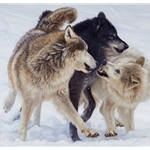 Alpha - wolves by John Banovich