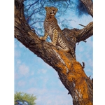 Approaching Masai - leopard in tree by John Banovich