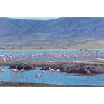 Beauties and the Beasts - flamingoes and hippos by John Banovich