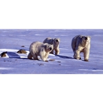 Caution in the Wind - polar bears by John Banovich
