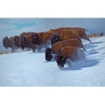 Into the Drift - bison in winter by John Banovich