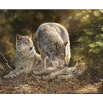 Coyote family finding a moment of rest and relaxation under the cover of the forest.