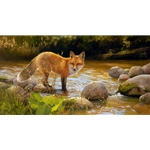 The morning sun dancing off the creek and bathing the fox in a warm glow