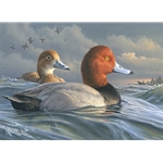 2022 Federal Duck Stamp - PRINT ONLY - Pair of Redheads by James Hautman