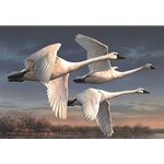 2023 Federal Duck Stamp - PRINT ONLY - Three Tundra Swans by Joseph Hautman