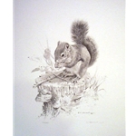 Squirrel's Dish - Pencil Drawing by wildlife artist Carl Brenders
