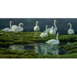 Bank of Swans - Mute Swans by Robert Bateman