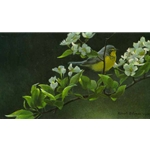 Canada Warbler and Pear Blossoms by Robert Bateman