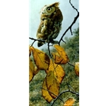 Fireball - Screech Owl by wildlife artist Carl Brenders