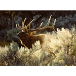 Indian Summer - Bugling Elk by wildlife artist Carl Brenders