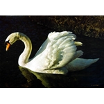 Memories of Tchaikovsky - Mute Swan by wildlife artist Carl Brenders