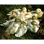 In Mixed Company - Ducklings by wildlife artist Carl Brenders