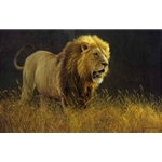 Into the Light - Lion by Robert Bateman