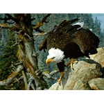 The Monarch is Alive - Bald Eagle by wildlife artist Carl Brenders