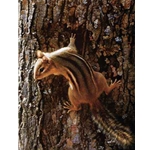 Narrow Escape - Chipmunk by wildlife artist Carl Brenders