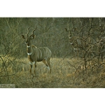 Meru Dusk - Lesser Kudu by Robert Bateman
