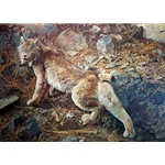 In Northern Hunting Grounds - Canadian Lynx by wildlife artist Carl Brenders