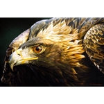 Sovereign Gold - Golden Eagle Portrait by wildlife artist Carl Brenders