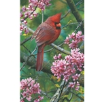 Spark of Ruby - Cardinal in Redbud tree by wildlife artist Carl Brenders