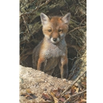Just Shy of Sly - Red fox kit by wildlife artist Carl Brenders