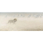 Out of Range - Lion and Zebra herd by Robert Bateman