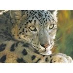 West of the Moon - Snow Leopard by wildlife portrait artist Carl Brenders