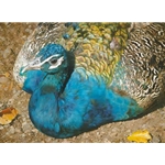 Symphony in Blue - Peacock by wildlife artist Carl Brenders