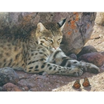 Off Limits - Bobcat and Butterflies by wildlife artist Carl Brenders