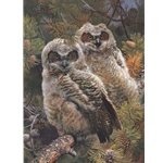 Hidden in the Pines - Immature Great Horned Owls by wildlife artist Carl Brenders
