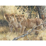 Young Explorers - Lion cubs by wildlife portrait artist Carl Brenders