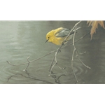Prothonotary Warbler by Robert Bateman