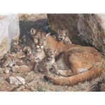 Rocky Camp - Cougar Family by wildlife artist Carl Brenders
