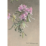 Rhododendron Study by Robert Bateman