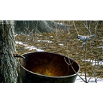 Sap Bucket - Myrtle Warbler by Robert Bateman