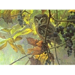 Saw-whet Owl and Wild Grapes by Robert Bateman