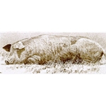 Spanish Pig by Robert Bateman