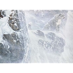 High Kingdom - Snow Leopard by Robert Bateman