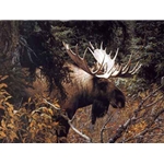 Calm Before the Challenge - Moose by wildlife artist Carl Brenders